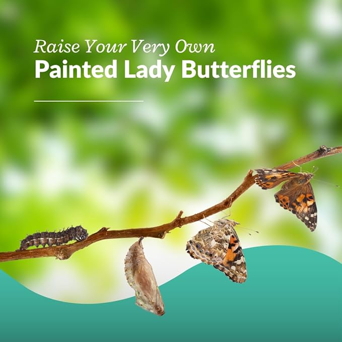 Clearwater Butterfly Live Painted Lady Butterflies - 33 Live Caterpillars Kit - Live Caterpillars to Butterflies - Classroom/School Kit & Habitat - (Suitable for All Ages)