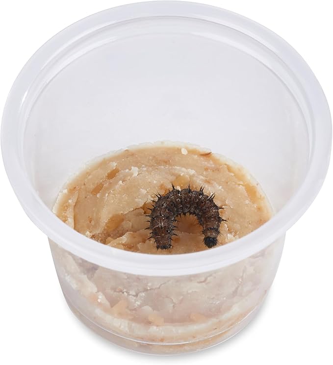 32 Live Caterpillars Shipped Now: Butterfly Kit Refill for School Sized Kit with Extra Larva Rearing Supplies and 32 Little Cups by Nature Gift Store