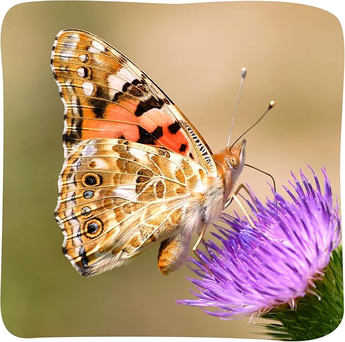 Insect Lore Butterfly Garden - 8" Habitat with 5 Live Baby Caterpillars - Includes Life Cycle Figurines, Stickers, Wind up, Mini Habitat | Birthday or Teacher Gift Set