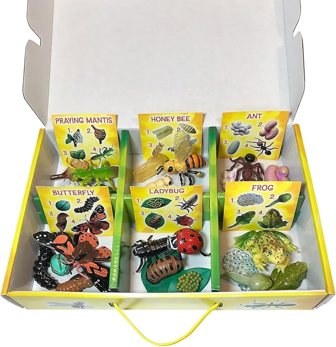 Insect Lore's Life Cycle Figurines 24 Pc Set | Butterfly, Ladybug, Frog, Honey Bee, Ant and Praying Mantis | 4 Stages Per Insect, 24 Figurines Total